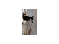 Katzen - Mischlingskatzen - Bild 9