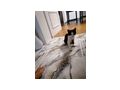 Katzen - Mischlingskatzen - Bild 10