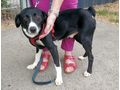 Lexi NOTFALL sterreich - Mischlingshunde - Bild 1