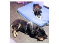 Lexi NOTFALL sterreich - Mischlingshunde - Bild 11