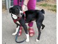 Lexi NOTFALL sterreich - Mischlingshunde - Bild 2