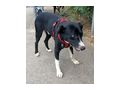 Lexi NOTFALL sterreich - Mischlingshunde - Bild 4