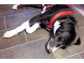 Lexi NOTFALL sterreich - Mischlingshunde - Bild 8