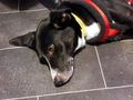 Lexi NOTFALL sterreich - Mischlingshunde - Bild 9