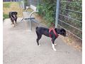 Lexi NOTFALL sterreich - Mischlingshunde - Bild 10