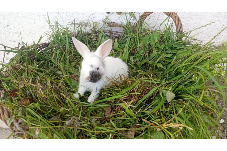 Zwerghasenbabys - Kaninchen & Hasen - Bild 1