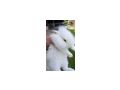Zwerghasenbabys - Kaninchen & Hasen - Bild 3