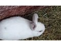 Zwerghasenbabys - Kaninchen & Hasen - Bild 4