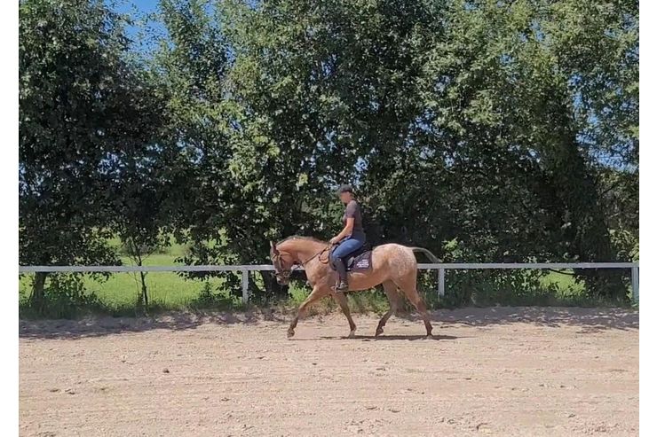 Ssse Lady Zuhause - Pferde (Gropferde) - Bild 1