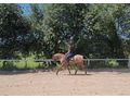 Ssse Lady Zuhause - Pferde (Gropferde) - Bild 1