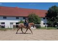 Ssse Lady Zuhause - Pferde (Gropferde) - Bild 2