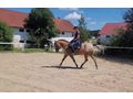 Ssse Lady Zuhause - Pferde (Gropferde) - Bild 3