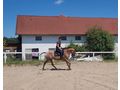 Ssse Lady Zuhause - Pferde (Gropferde) - Bild 4
