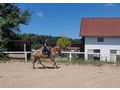 Ssse Lady Zuhause - Pferde (Gropferde) - Bild 5