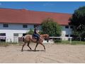 Ssse Lady Zuhause - Pferde (Gropferde) - Bild 6