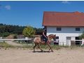 Ssse Lady Zuhause - Pferde (Gropferde) - Bild 7