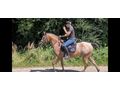 Ssse Lady Zuhause - Pferde (Gropferde) - Bild 8