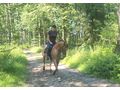 Ssse Lady Zuhause - Pferde (Gropferde) - Bild 9