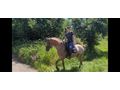 Ssse Lady Zuhause - Pferde (Gropferde) - Bild 10
