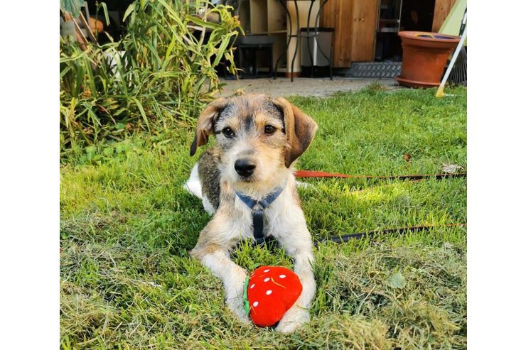 Daisy NOTFALL sterreich - Mischlingshunde - Bild 1
