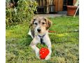 Daisy NOTFALL sterreich - Mischlingshunde - Bild 1