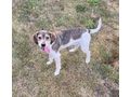 Daisy NOTFALL sterreich - Mischlingshunde - Bild 2