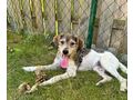 Daisy NOTFALL sterreich - Mischlingshunde - Bild 3