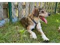 Daisy NOTFALL sterreich - Mischlingshunde - Bild 4