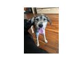 Daisy NOTFALL sterreich - Mischlingshunde - Bild 5