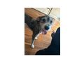 Daisy NOTFALL sterreich - Mischlingshunde - Bild 6
