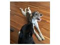 Daisy NOTFALL sterreich - Mischlingshunde - Bild 7