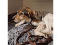 Daisy NOTFALL sterreich - Mischlingshunde - Bild 8
