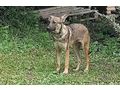 Kowa NOTFALL sterreich - Mischlingshunde - Bild 1