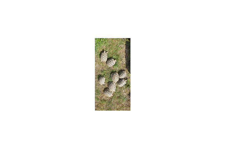 Griechische Landschildkrten - Schildkrten - Bild 1