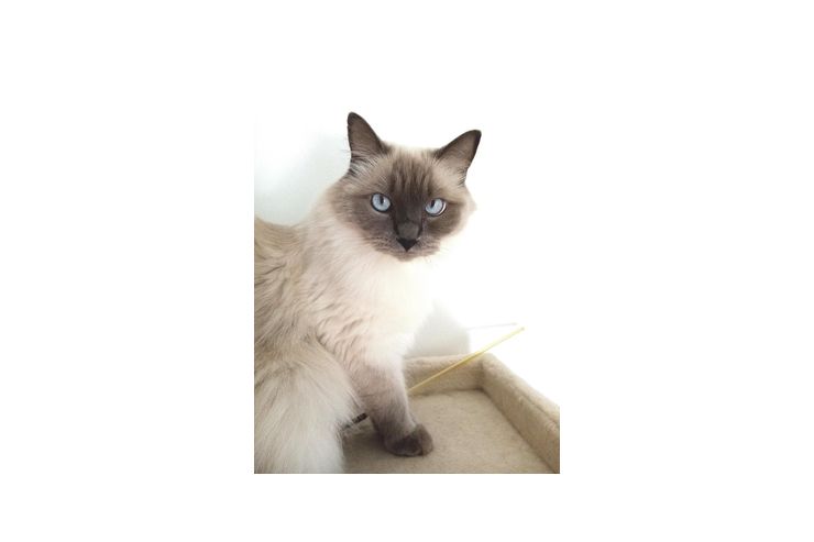 Ragdollkater - Rassekatzen - Bild 1