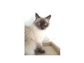 Ragdollkater - Rassekatzen - Bild 1