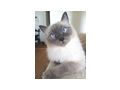 Ragdollkater - Rassekatzen - Bild 2