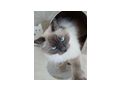 Ragdollkater - Rassekatzen - Bild 4