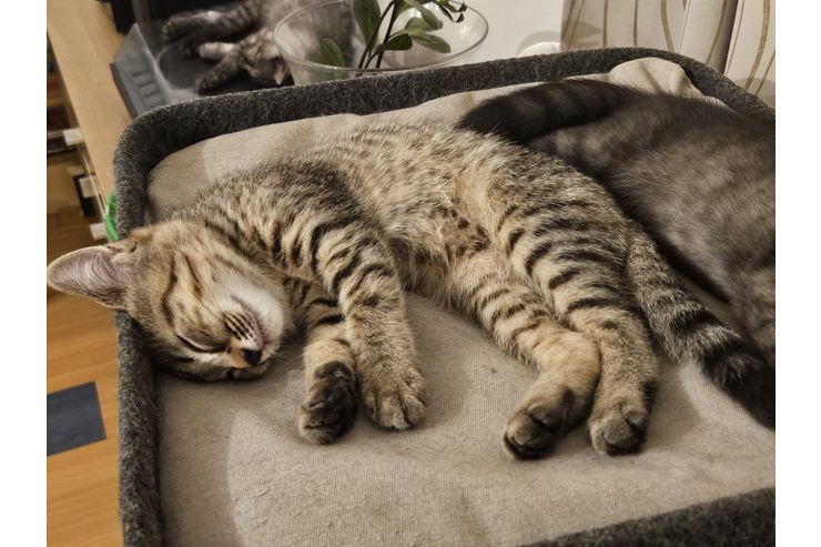 Kitten - Mischlingskatzen - Bild 1