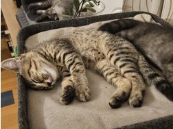 Kitten - Mischlingskatzen - Bild 1