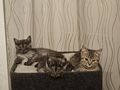 Kitten - Mischlingskatzen - Bild 4