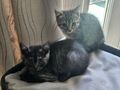 Kitten - Mischlingskatzen - Bild 6