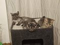 Kitten - Mischlingskatzen - Bild 7