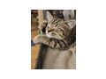 Kitten - Mischlingskatzen - Bild 5
