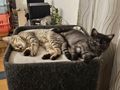 Kitten - Mischlingskatzen - Bild 3