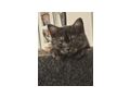 Kitten - Mischlingskatzen - Bild 2