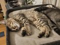 Kitten - Mischlingskatzen - Bild 1