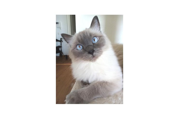 Ragdollkater - Mischlingskatzen - Bild 1