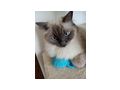 Ragdollkater - Mischlingskatzen - Bild 2