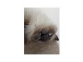 Ragdollkater - Mischlingskatzen - Bild 3